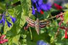 White-lined Sphinx on salvia Art Print